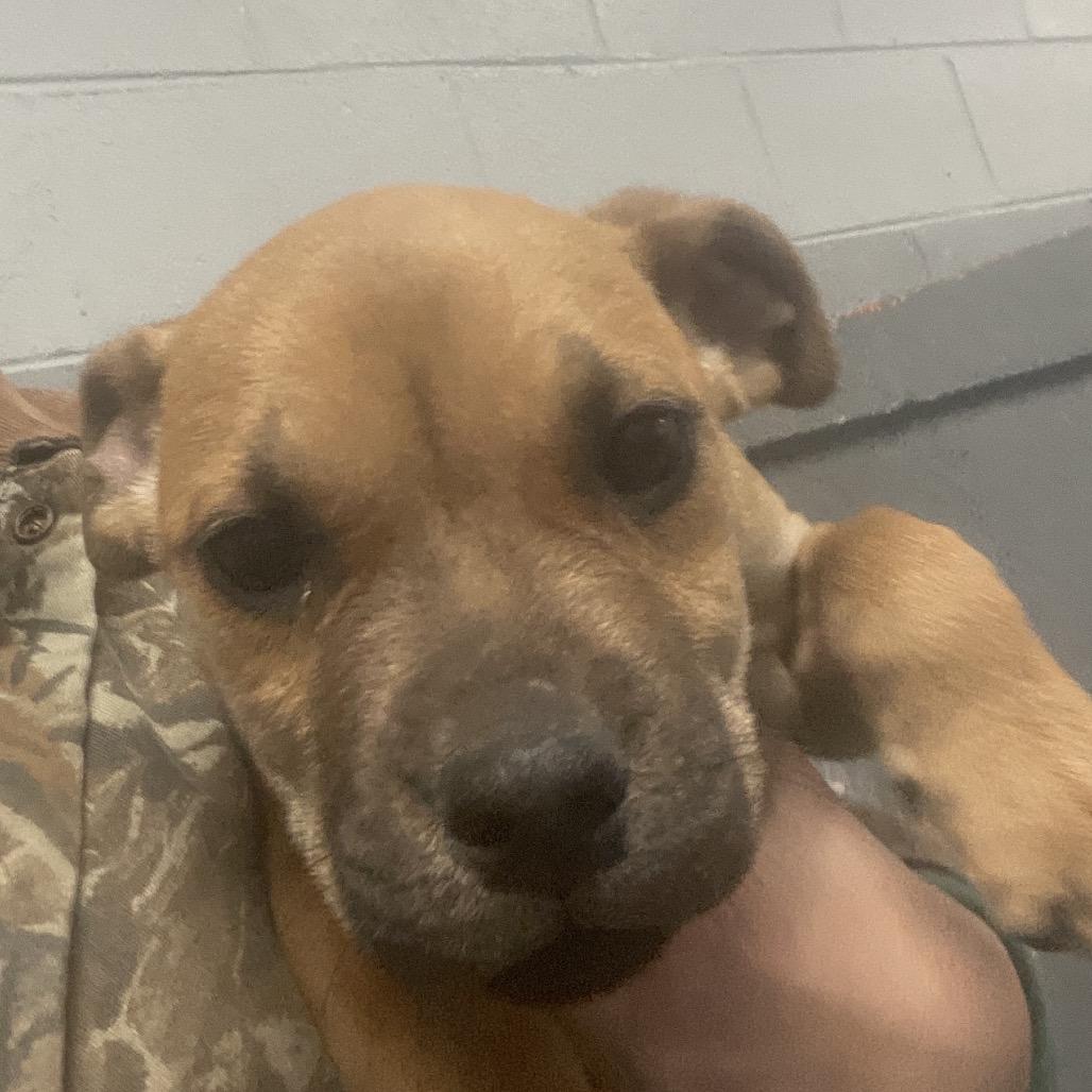 Enlarge Jesper, a Adoptable mixed breed in Blairsville, GA image 2/5