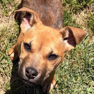 Enlarge Jesper, a Adoptable mixed breed in Blairsville, GA image 3/5