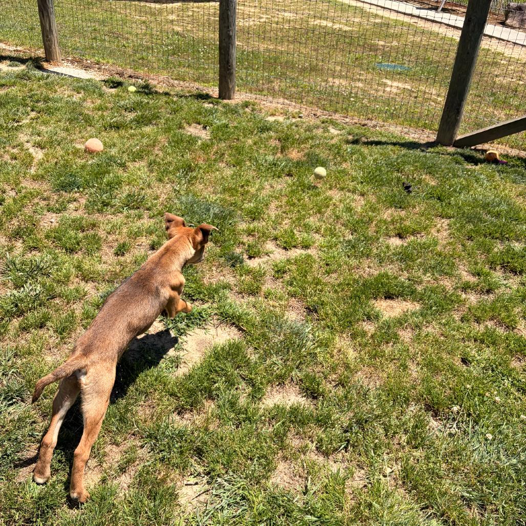 Enlarge Jesper, a Adoptable mixed breed in Blairsville, GA image 4/5
