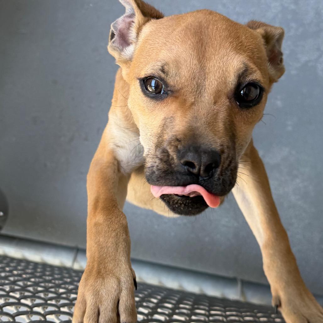 Enlarge Jesper, a Adoptable mixed breed in Blairsville, GA image 5/5
