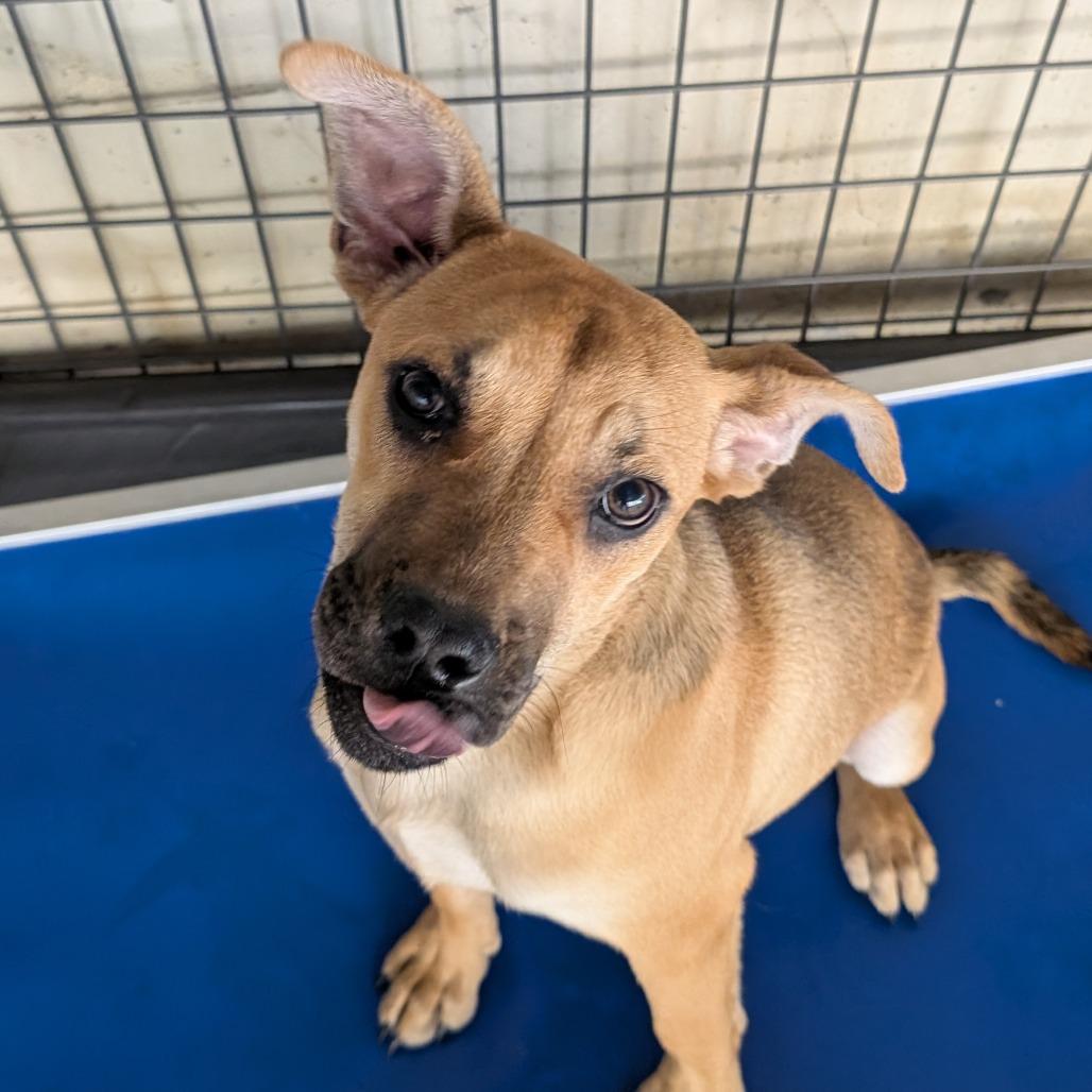 Jesper, a Adoptable mixed breed in Blairsville, GA image 6/6