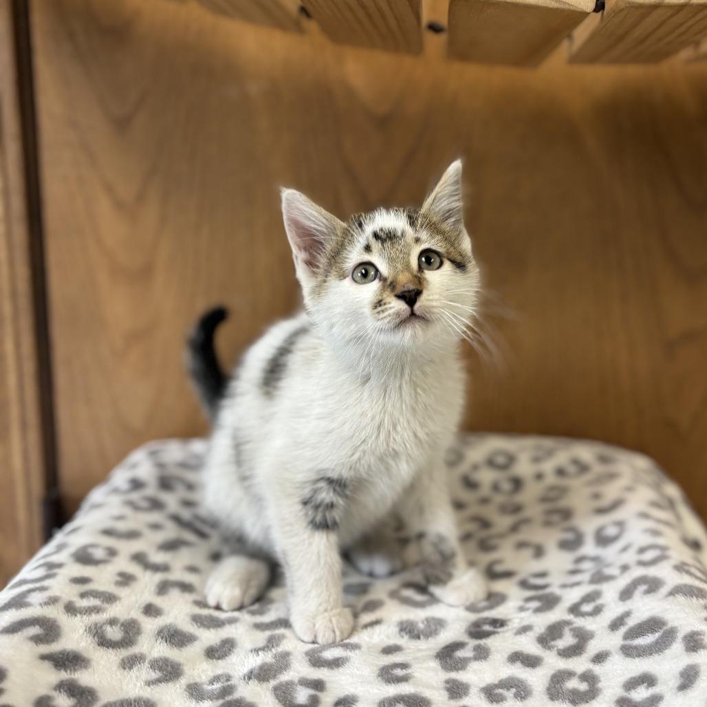 Enlarge Gravel--In Foster***ADOPTION PENDING***, a Adoptable Domestic Short Hair in Fargo, ND image 1/2