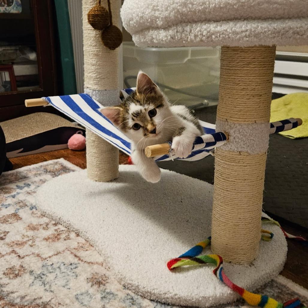 Enlarge Gravel--In Foster***ADOPTION PENDING***, a Adoptable Domestic Short Hair in Fargo, ND image 2/2