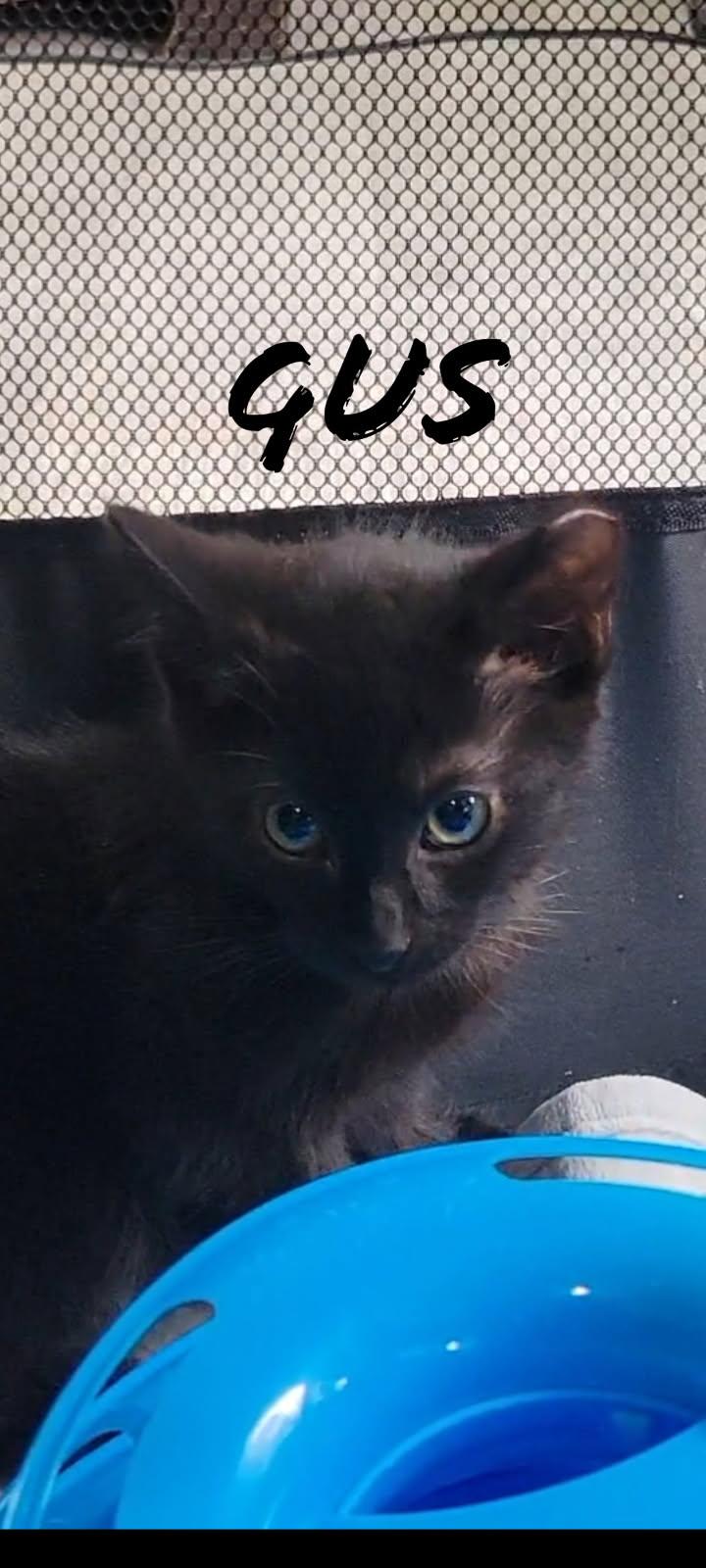 Gus bonded with Jax in foster care, Adoptable, Kitten Male Domestic Short Hair.