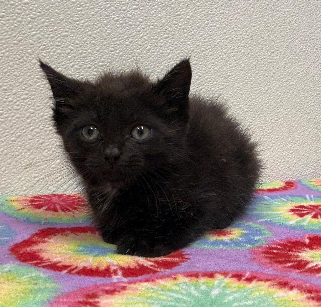 Damon, Adoptable, Young Male Domestic Short Hair.