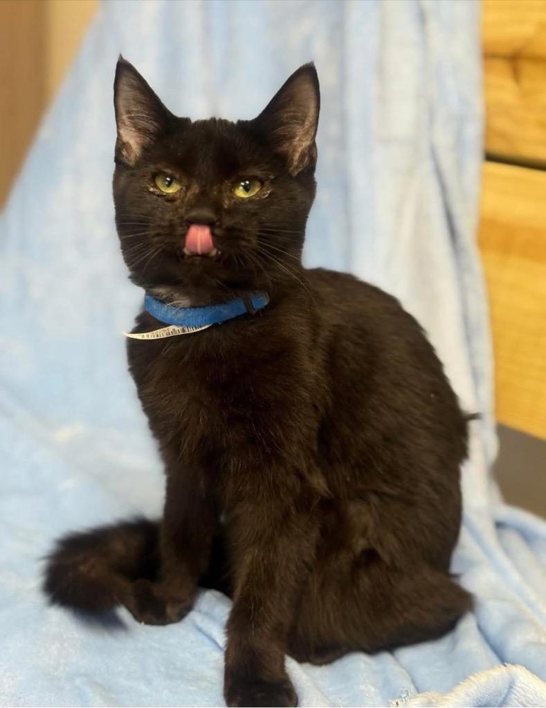 Damon, Adoptable, Young Male Domestic Short Hair.