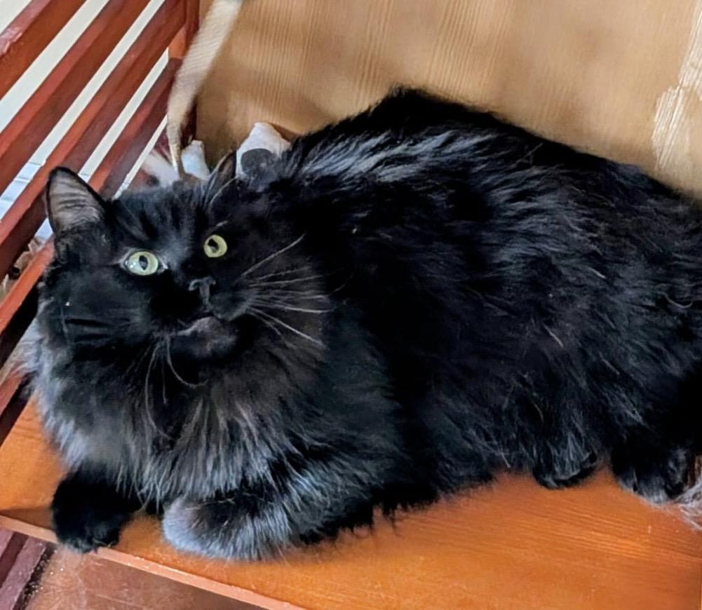 Enlarge Gidget, an adopted Domestic Long Hair in Brampton, ON image 6/6