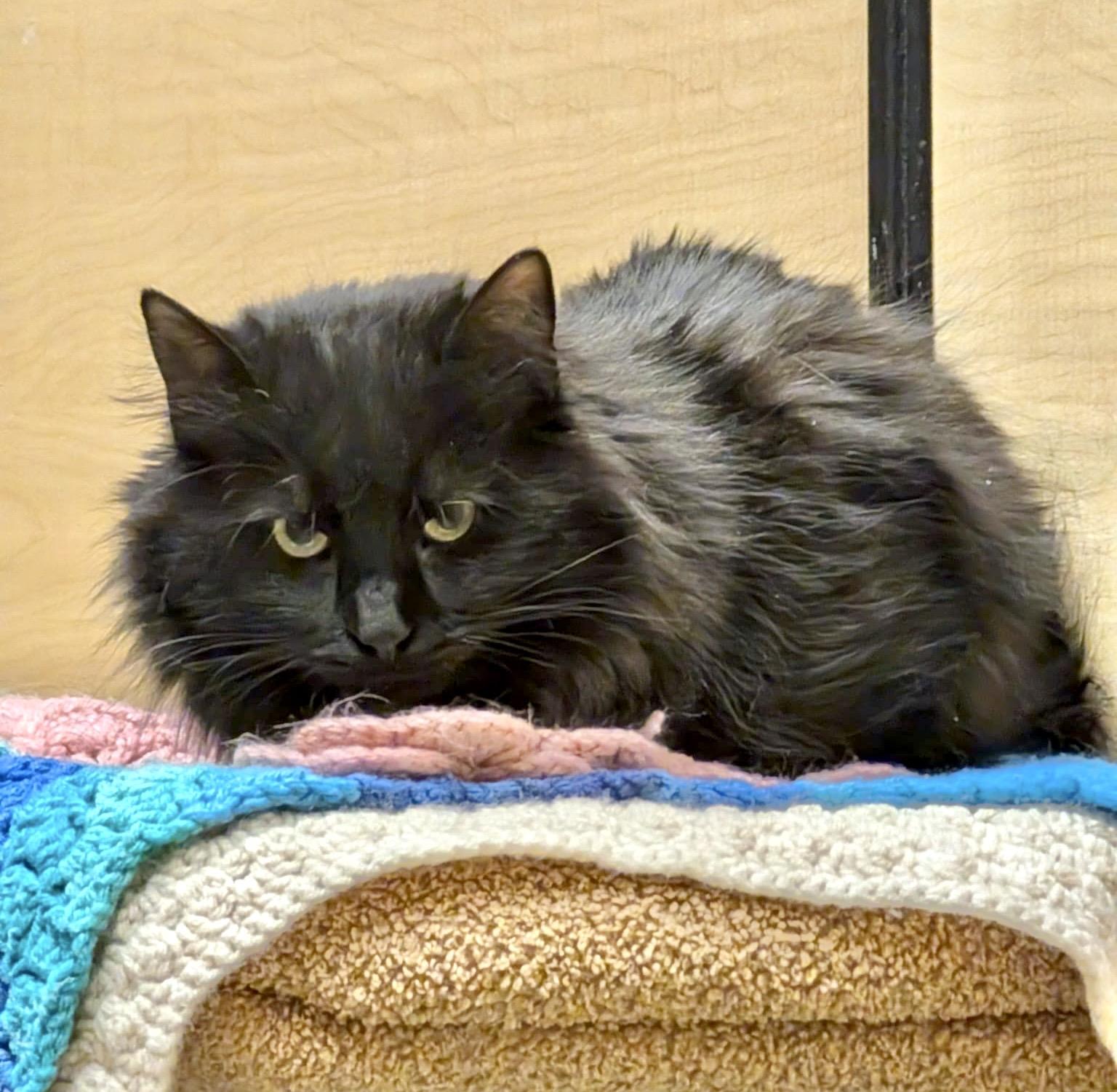 Enlarge Gidget, an adopted Domestic Long Hair in Brampton, ON image 5/6