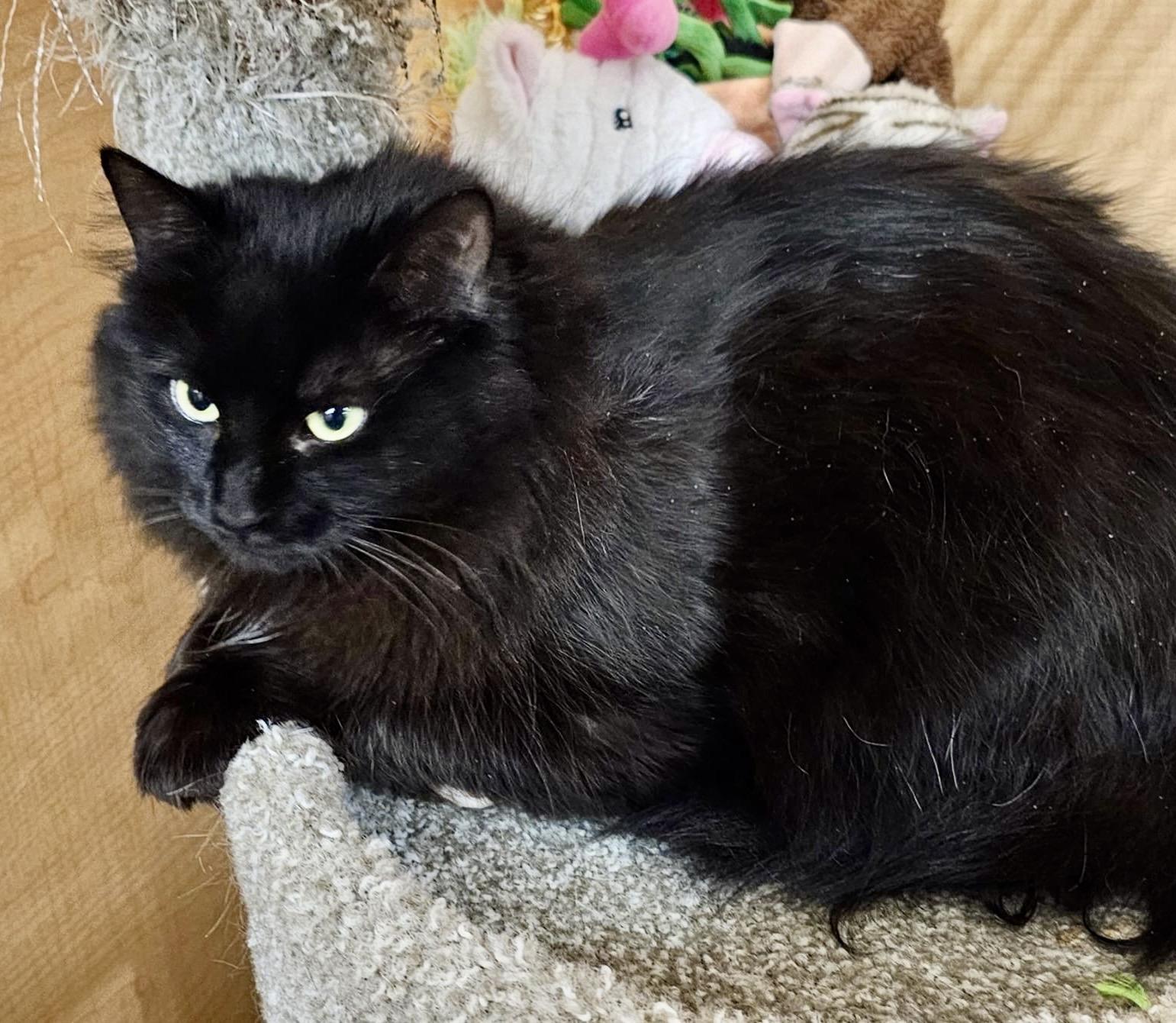 Enlarge Gidget, an adopted Domestic Long Hair in Brampton, ON image 2/6
