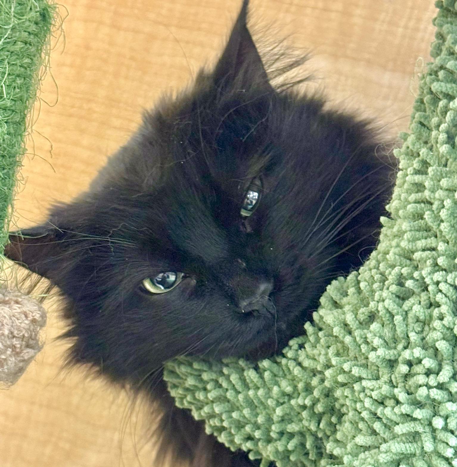 Enlarge Gidget, an adopted Domestic Long Hair in Brampton, ON image 4/6