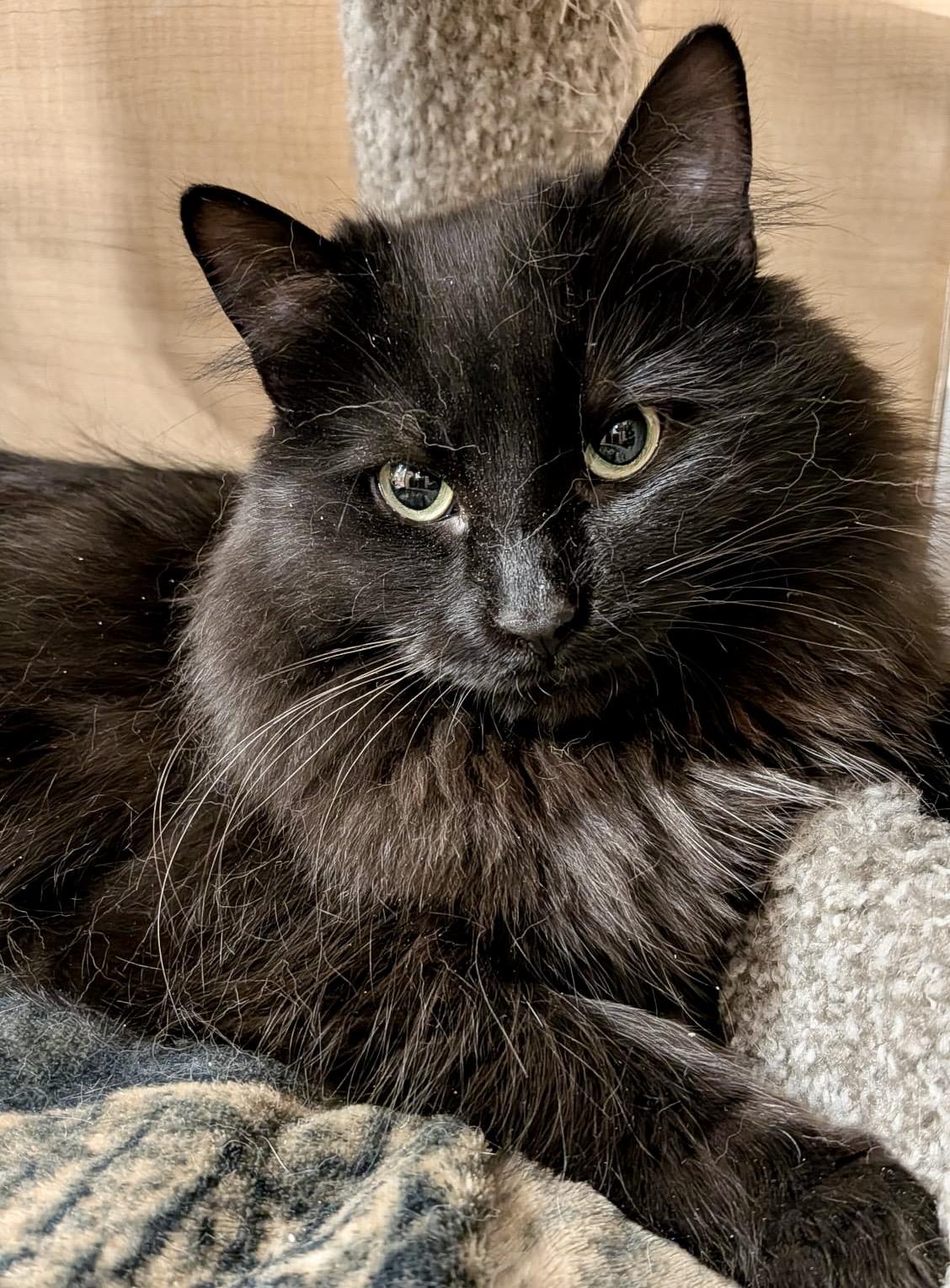 Enlarge Gidget, an adopted Domestic Long Hair in Brampton, ON image 1/6