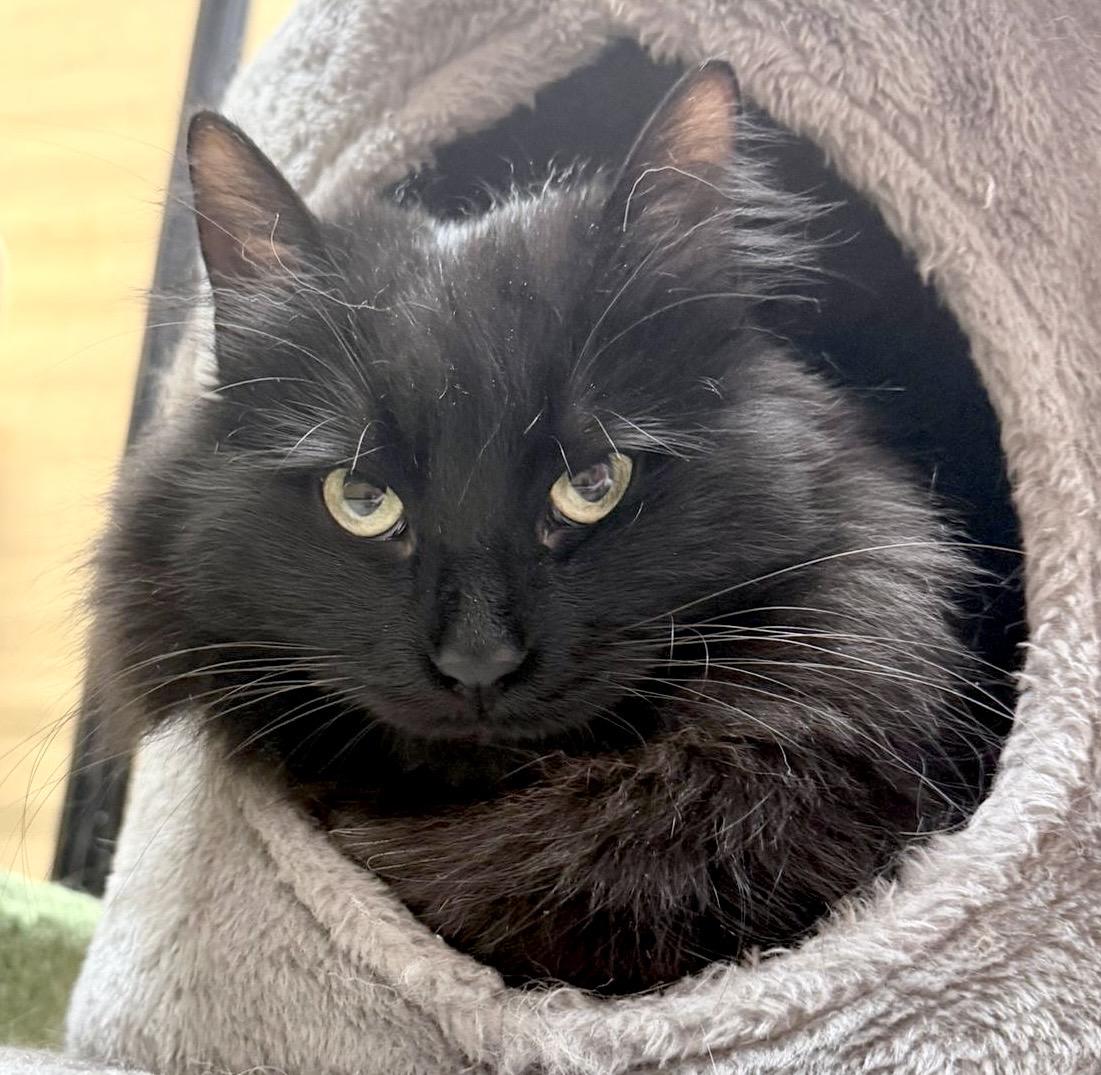 Enlarge Gidget, an adopted Domestic Long Hair in Brampton, ON image 3/6