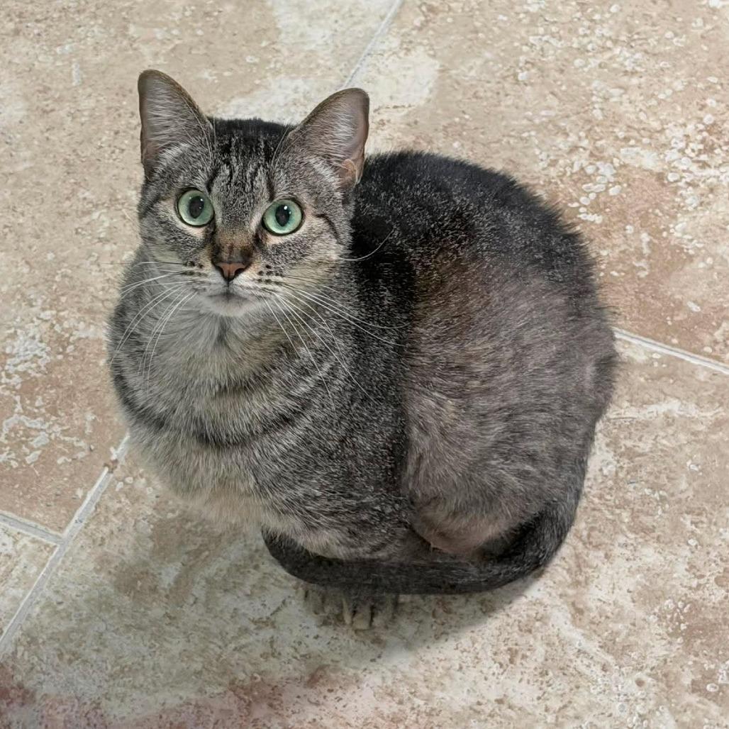 Aloe, a Adoptable Domestic Short Hair in Titusville, FL image 1/6