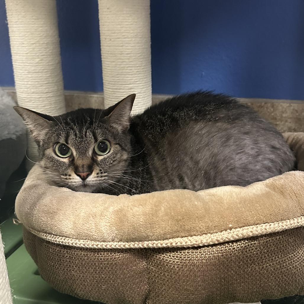 Enlarge Aloe, a Adoptable Domestic Short Hair in Titusville, FL image 1/4