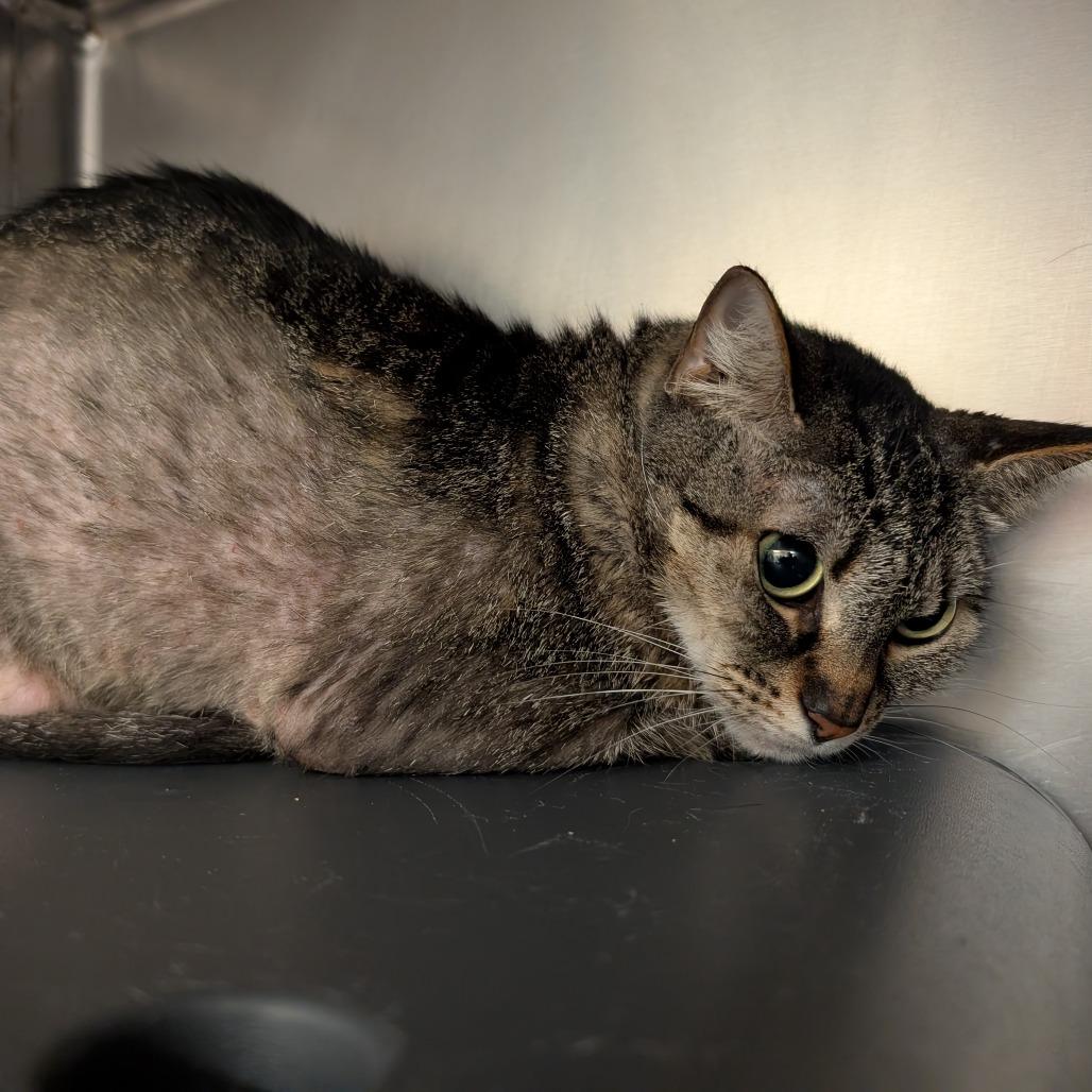 Aloe, Adoptable, Adult Female Domestic Short Hair.
