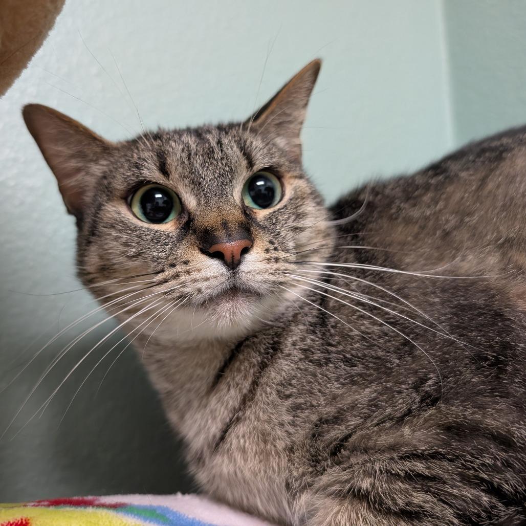 Aloe, a Adoptable Domestic Short Hair in Titusville, FL image 3/6