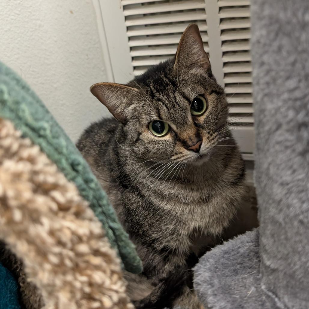 Aloe, a Adoptable Domestic Short Hair in Titusville, FL image 4/6