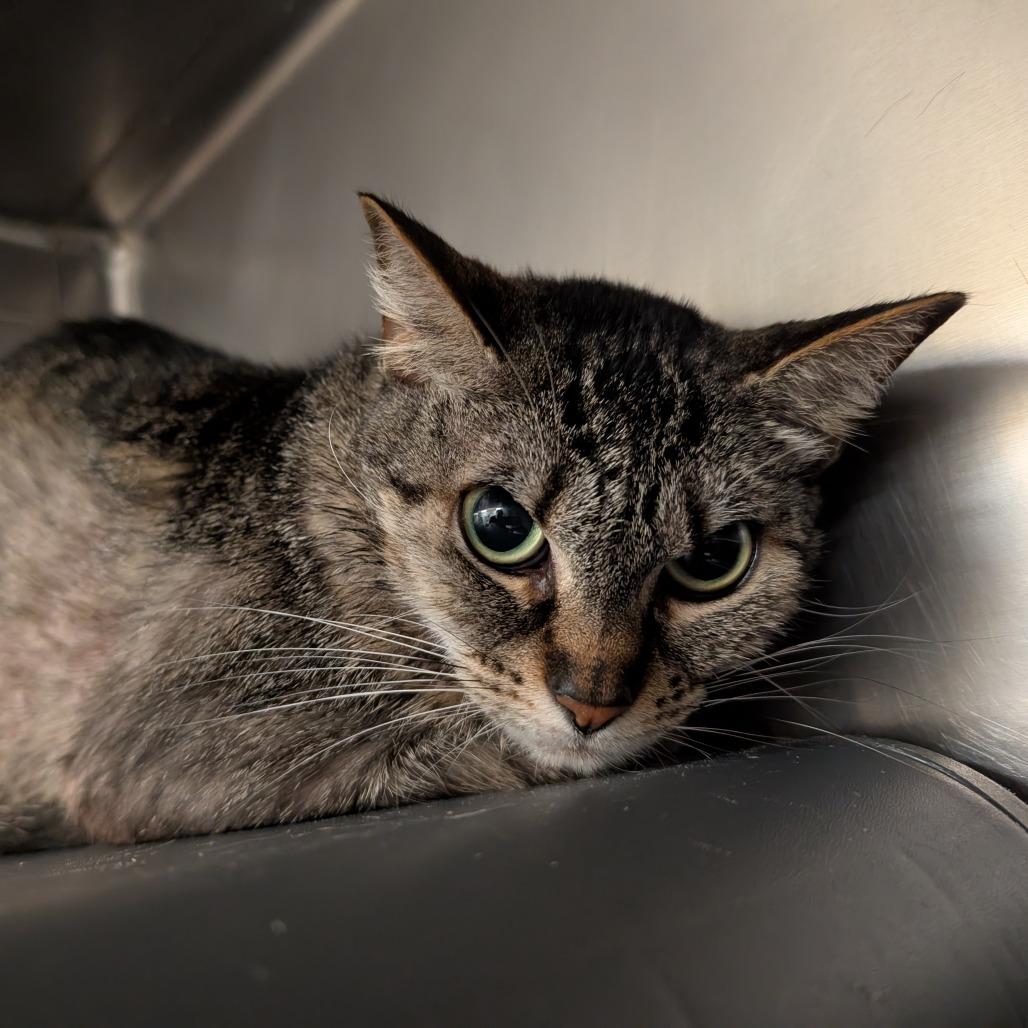 Aloe, a Adoptable Domestic Short Hair in Titusville, FL image 2/3