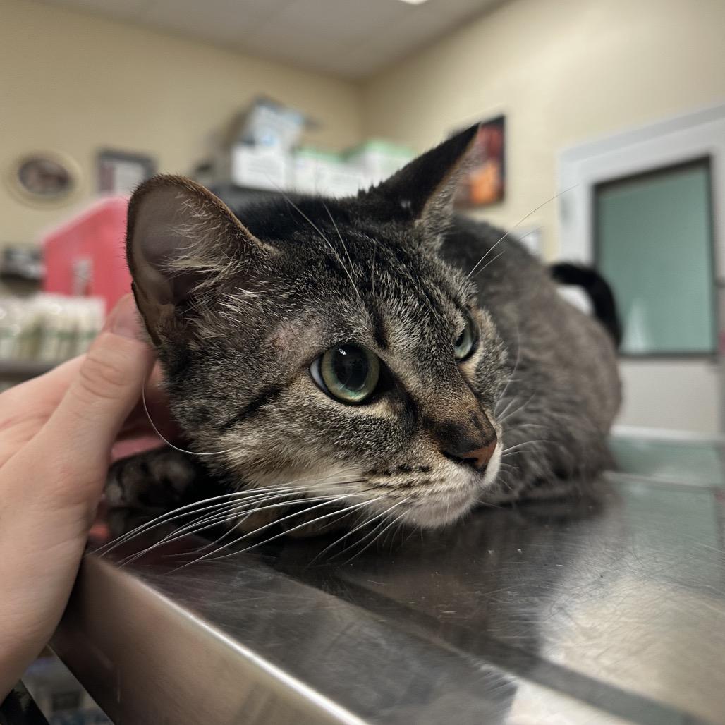 Aloe, a Adoptable Domestic Short Hair in Titusville, FL image 3/3