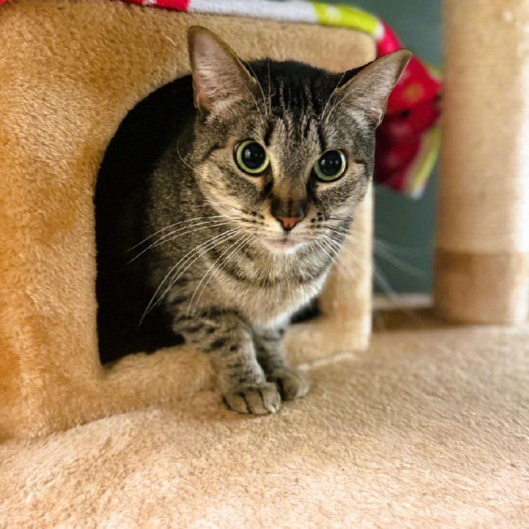 Aloe, a Adoptable Domestic Short Hair in Titusville, FL image 6/6