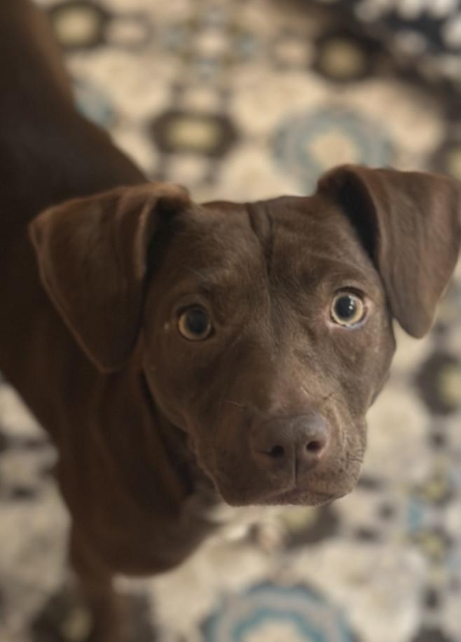 Enlarge Abby C., a Adoptable mixed breed in Westwood, NJ image 4/5