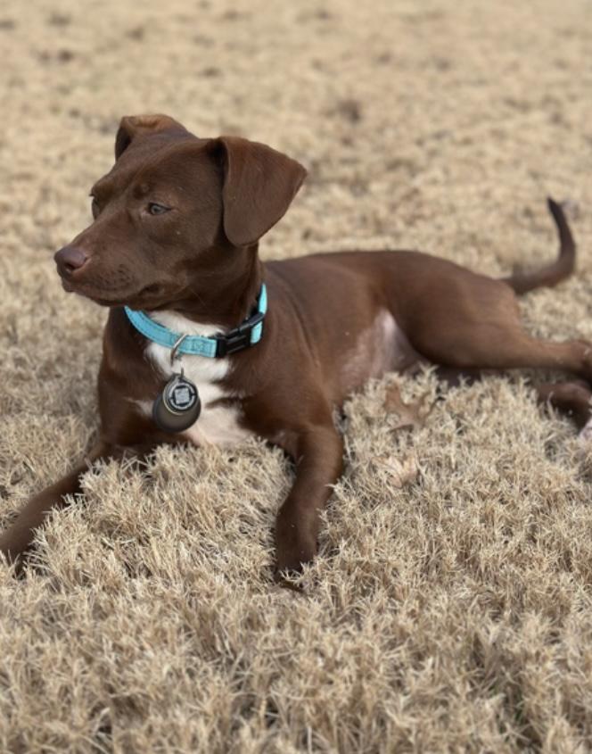 Enlarge Abby C., a Adoptable mixed breed in Westwood, NJ image 1/5