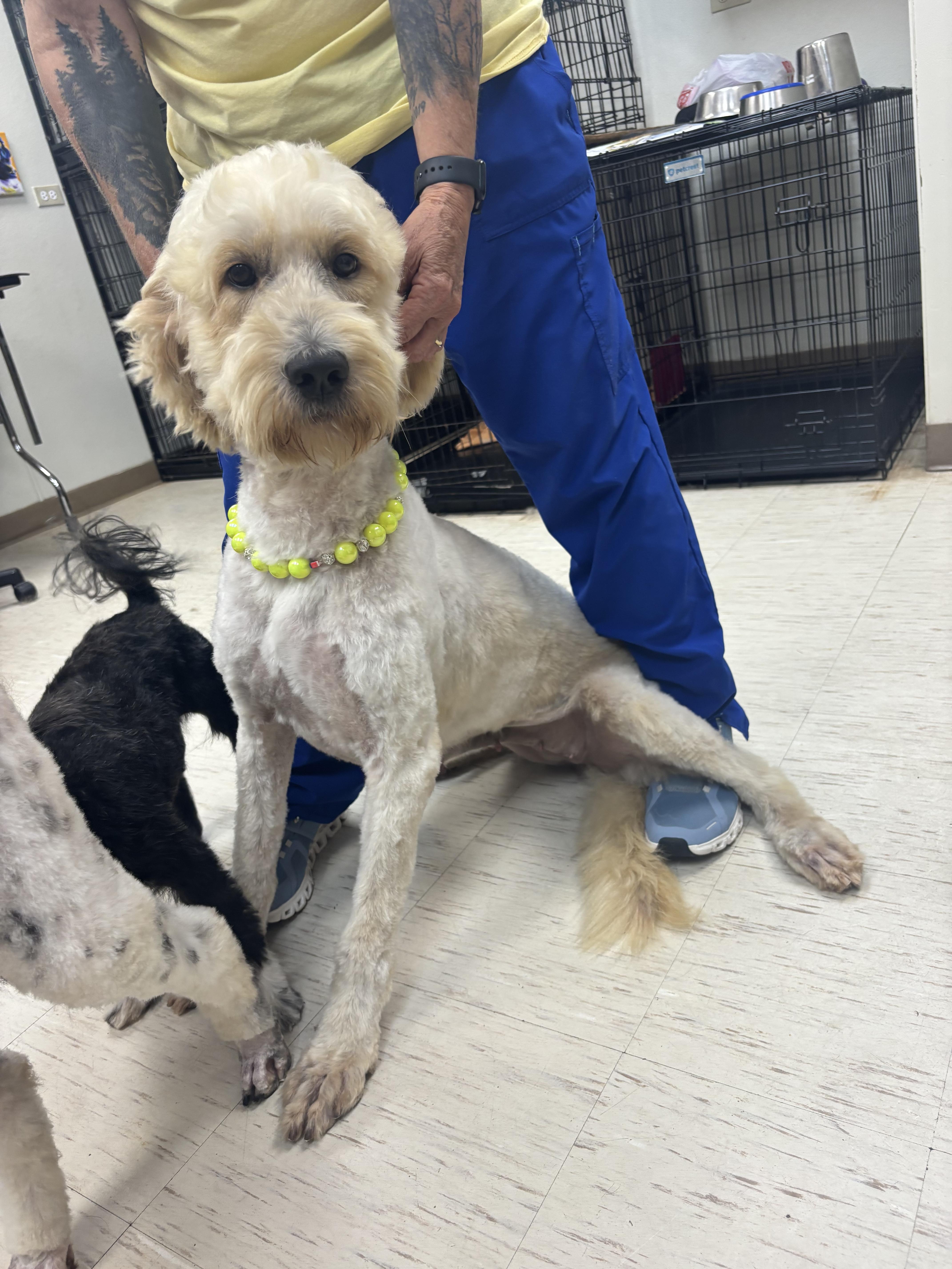 Mia, an adoptable Goldendoodle in Westerly, RI, 02891 | Photo Image 2