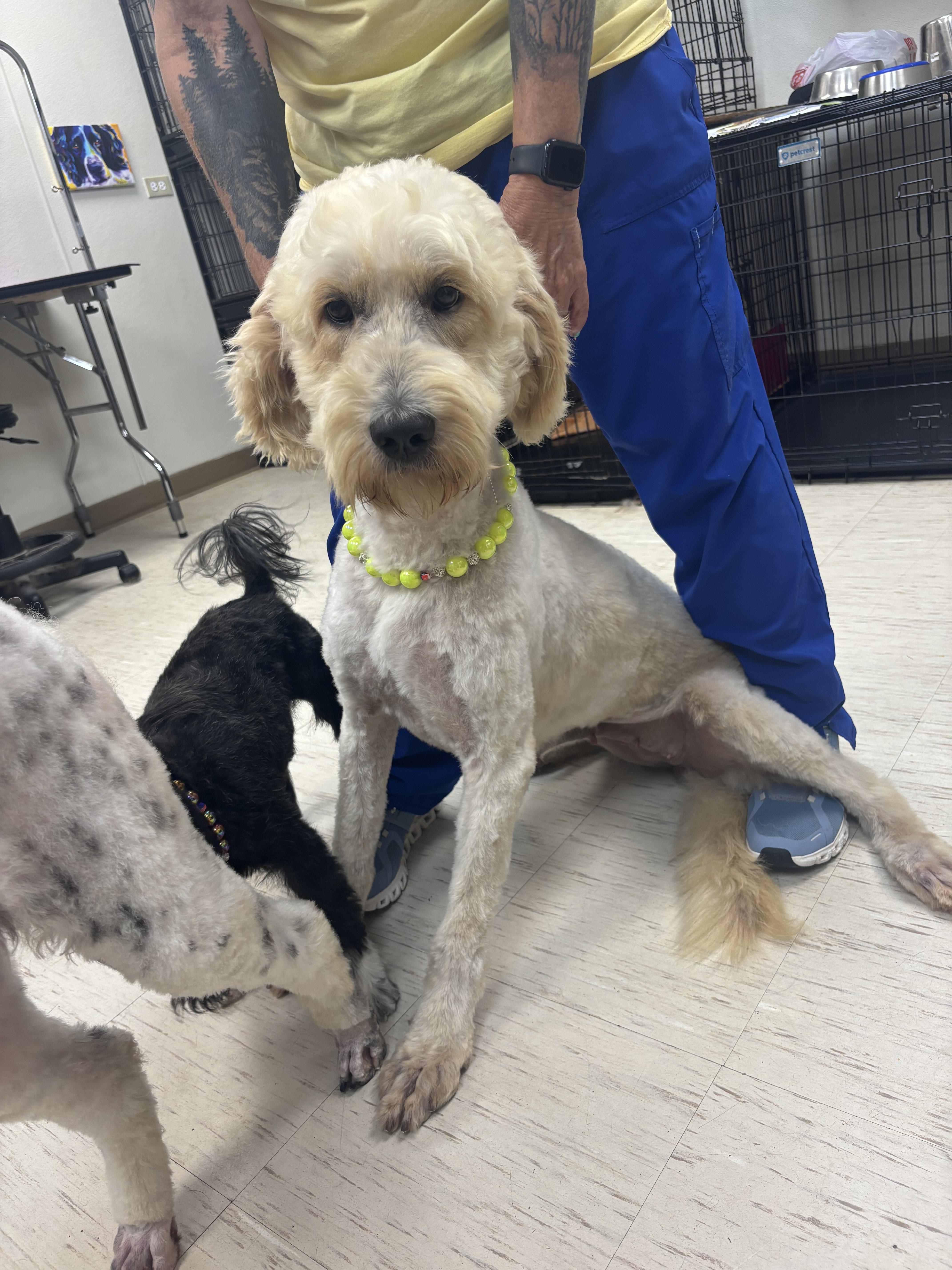 Mia, an adoptable Goldendoodle in Westerly, RI, 02891 | Photo Image 4