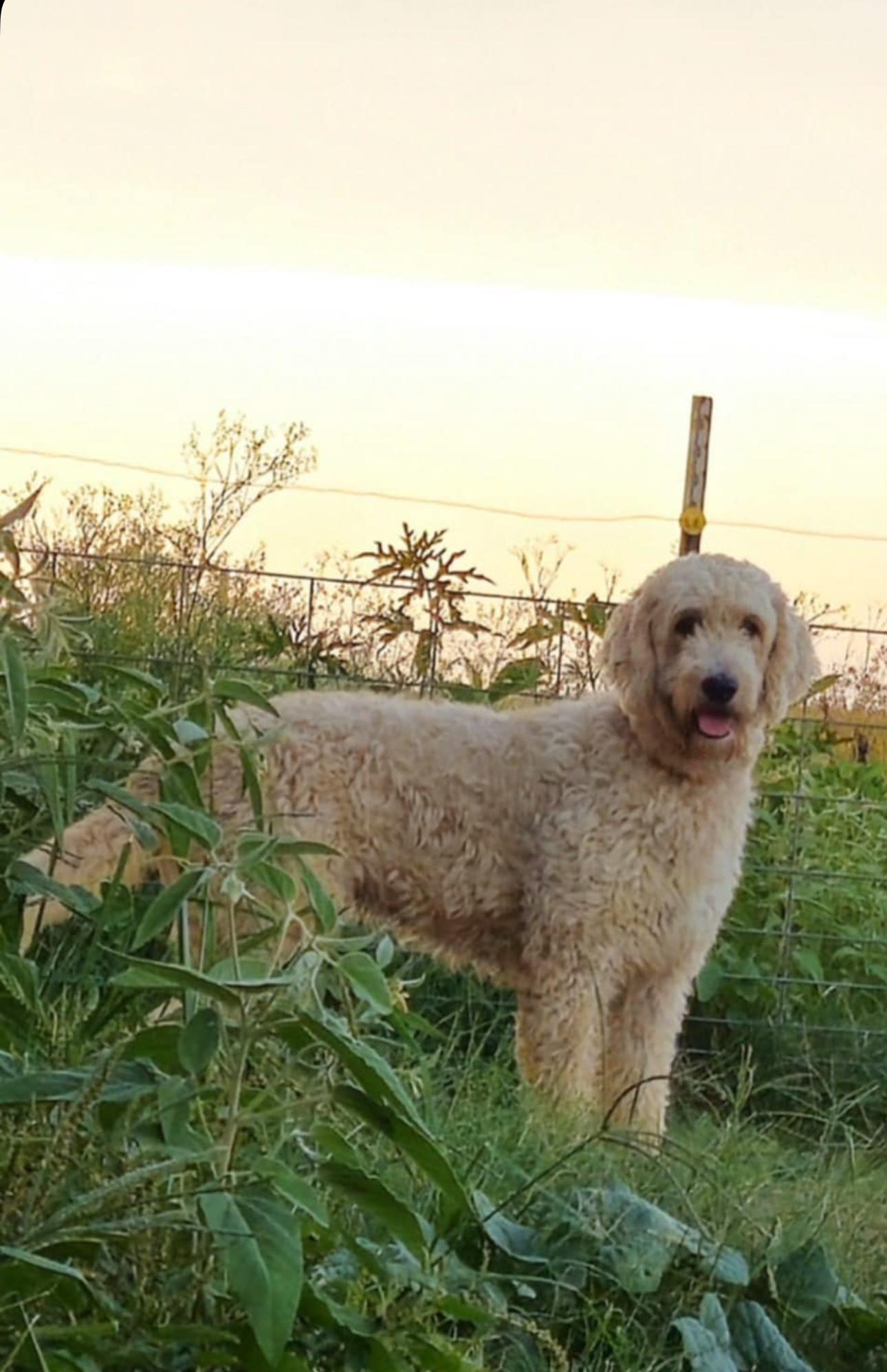 Mia, an adoptable Goldendoodle in Westerly, RI, 02891 | Photo Image 1