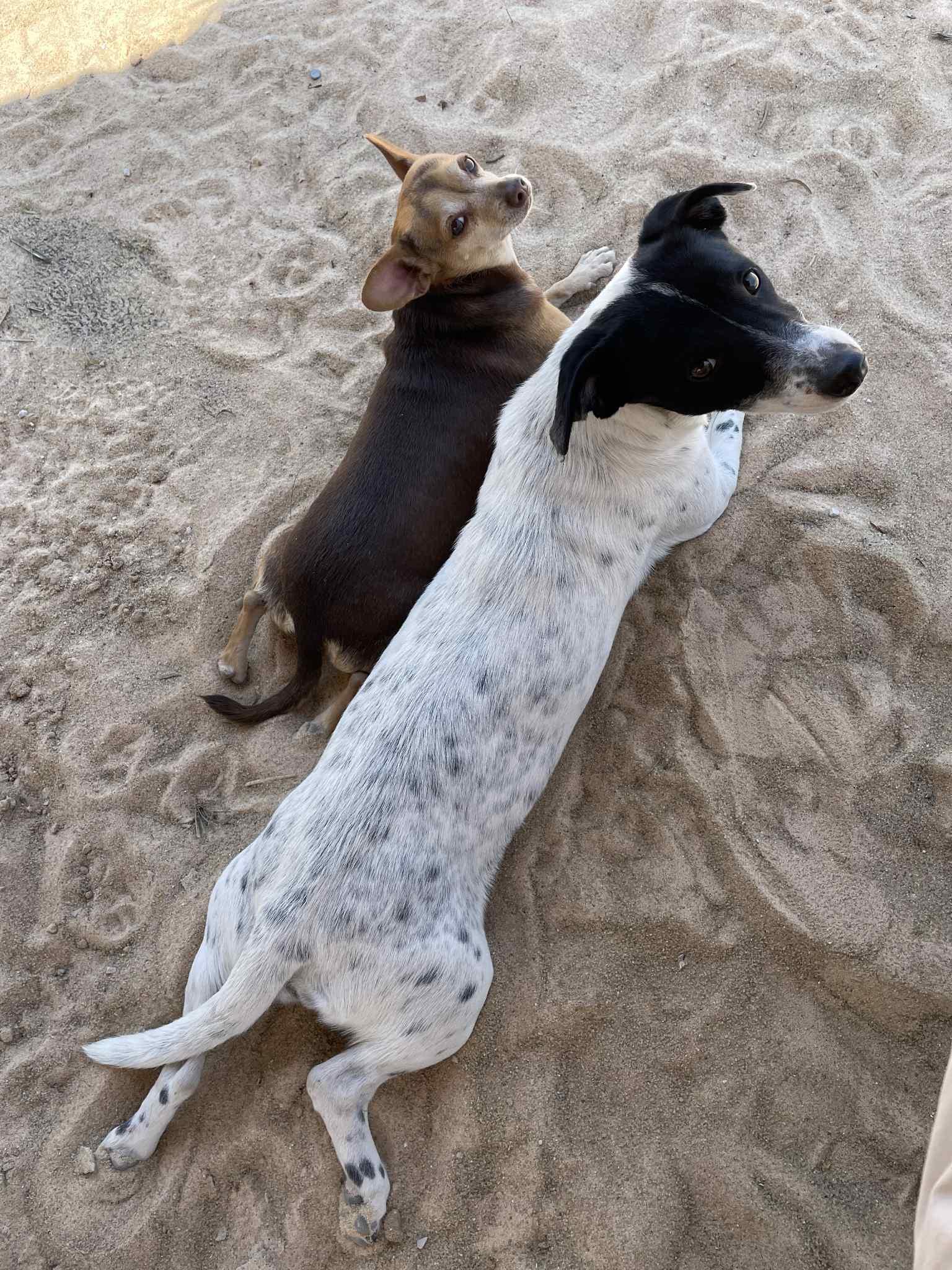 Coco Rosie thumbnail 2