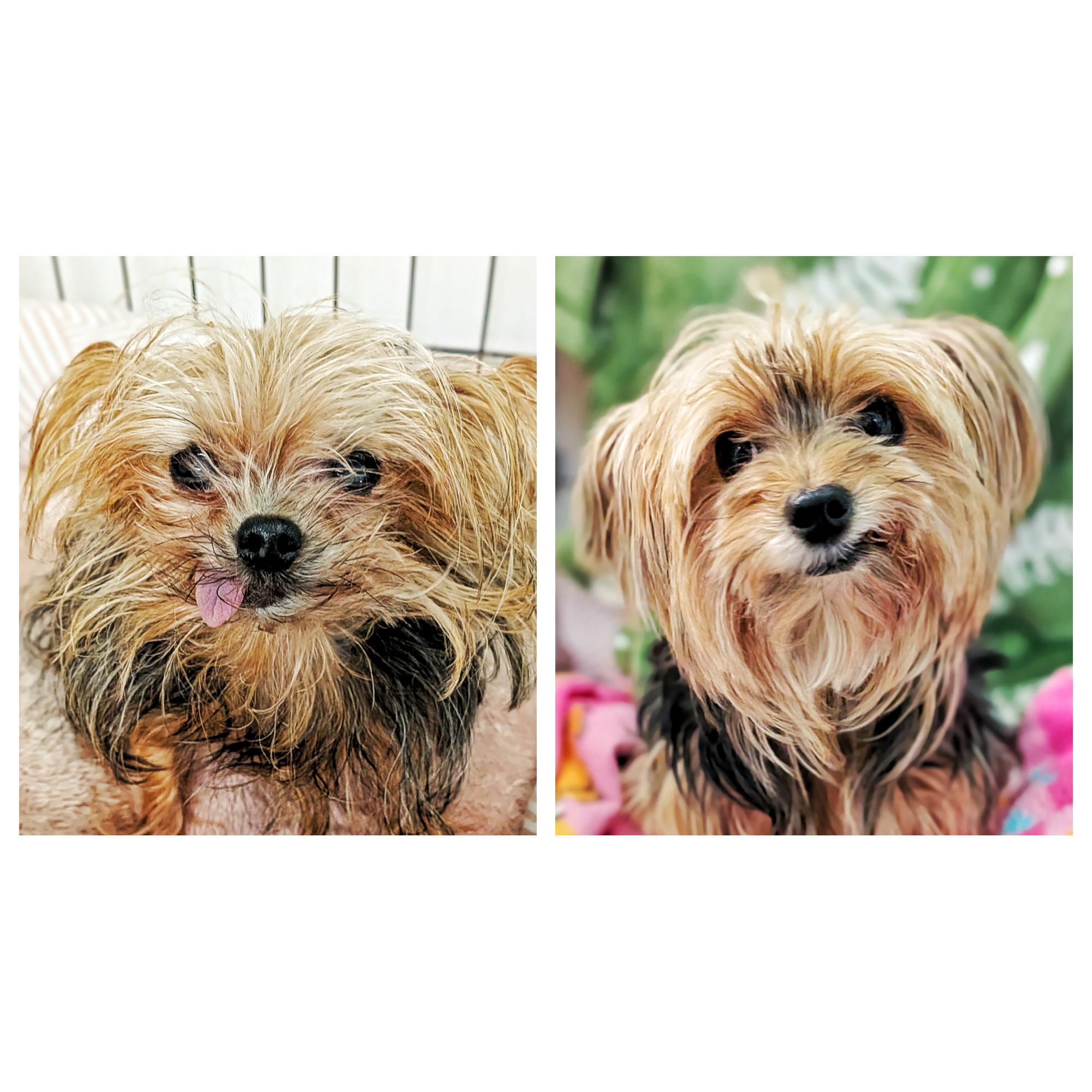 Lexi & Gracie, adopted, Adult Female Yorkshire Terrier.