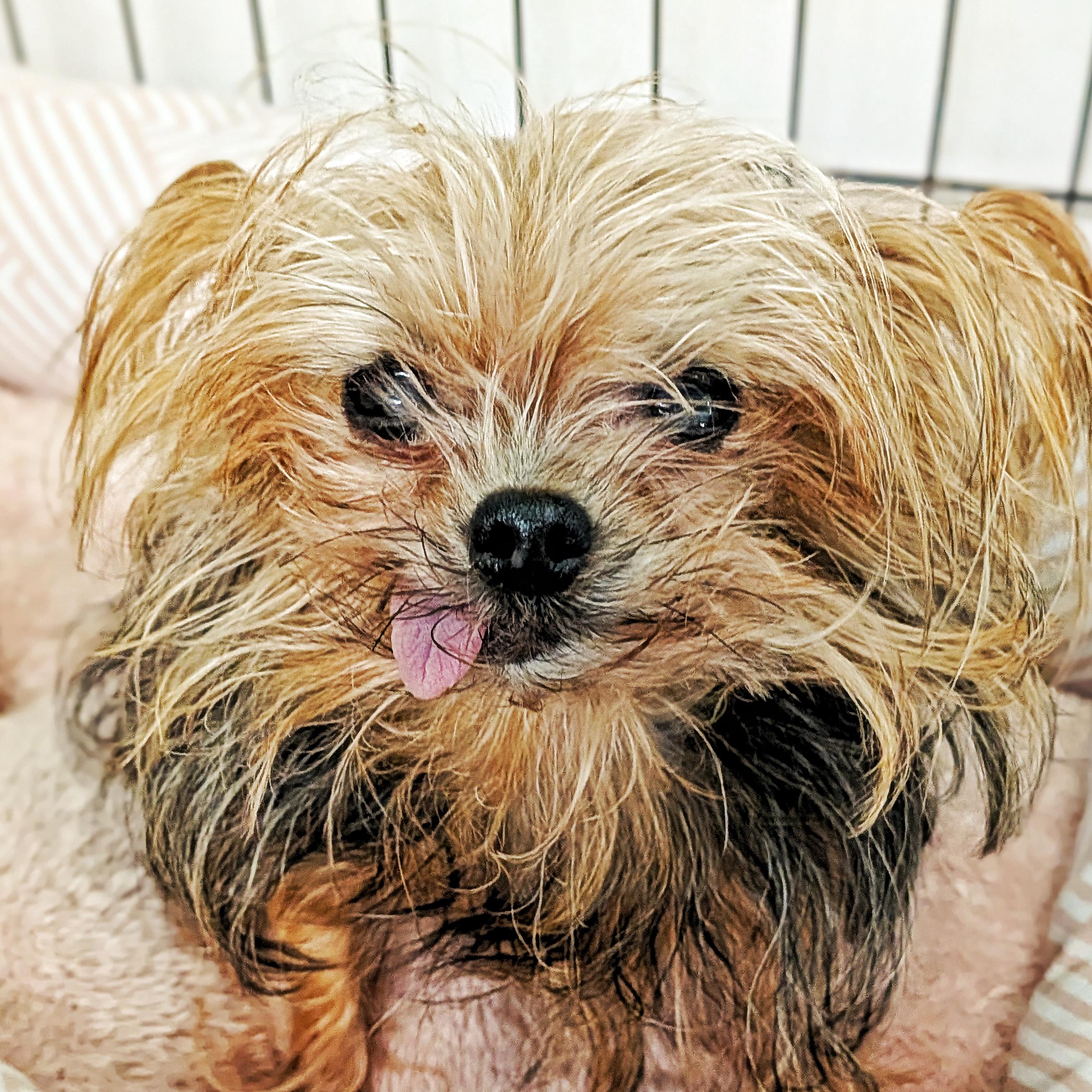 Enlarge Lexi & Gracie, an adopted mixed breed in Eustis, FL image 3/3