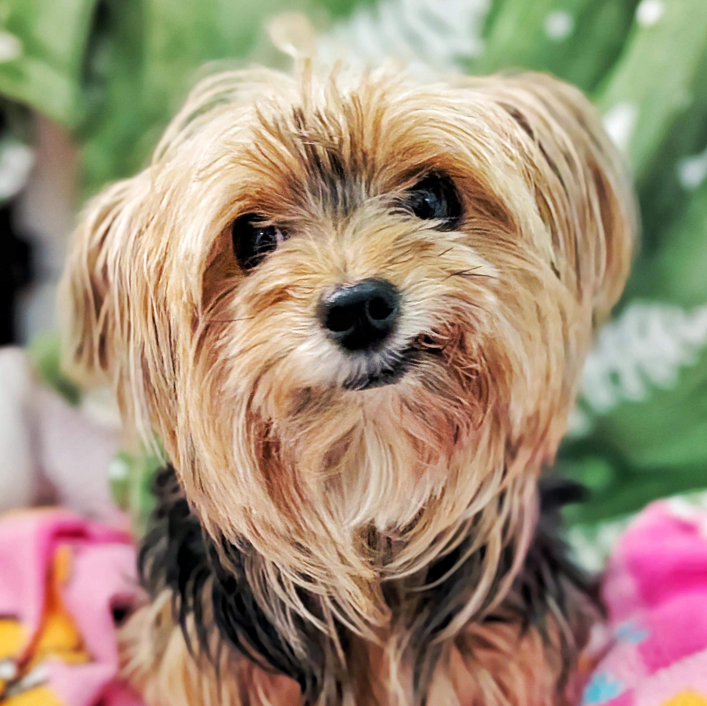 Enlarge Lexi & Gracie, an adopted mixed breed in Eustis, FL image 2/3