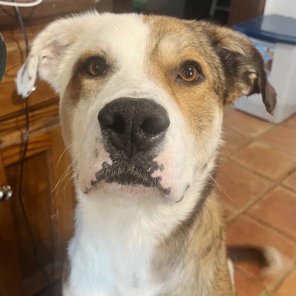 Enlarge Kate, an adoptable mixed breed in Oklahoma City, OK image 4/6