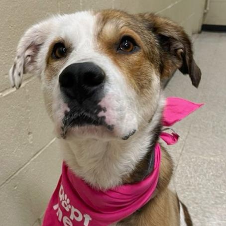 Enlarge Kate, an adoptable mixed breed in Oklahoma City, OK image 2/6
