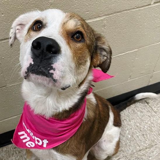Enlarge Kate, an adoptable mixed breed in Oklahoma City, OK image 6/6