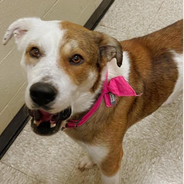 Enlarge Kate, an adoptable mixed breed in Oklahoma City, OK image 3/6