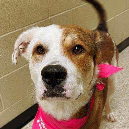 Enlarge Kate, an adoptable mixed breed in Oklahoma City, OK image 1/6