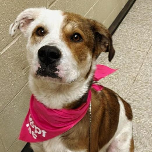 Enlarge Kate, an adoptable mixed breed in Oklahoma City, OK image 5/6