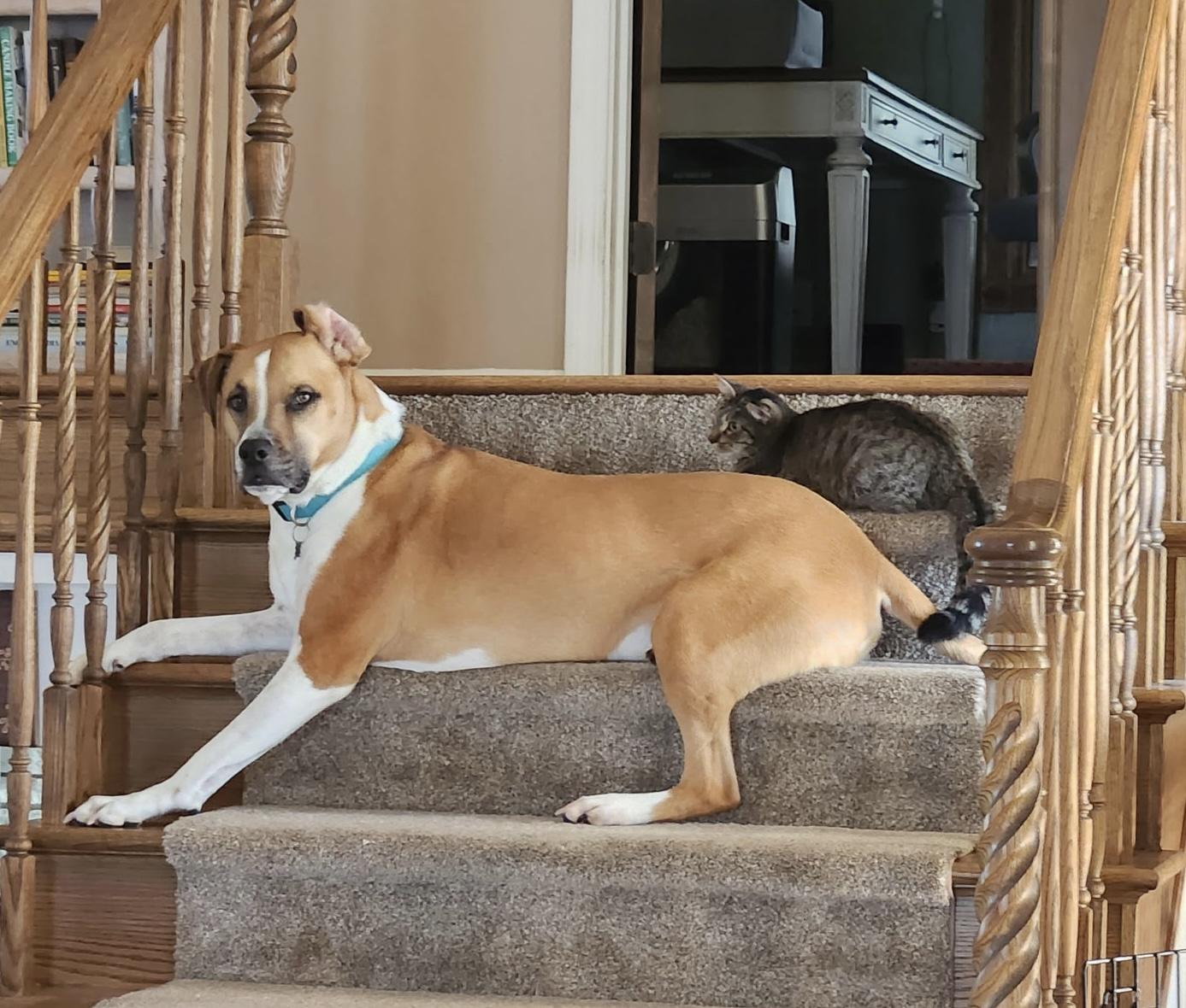 Enlarge Penelope, a Adoptable Tabby in Macomb, MI image 5/6