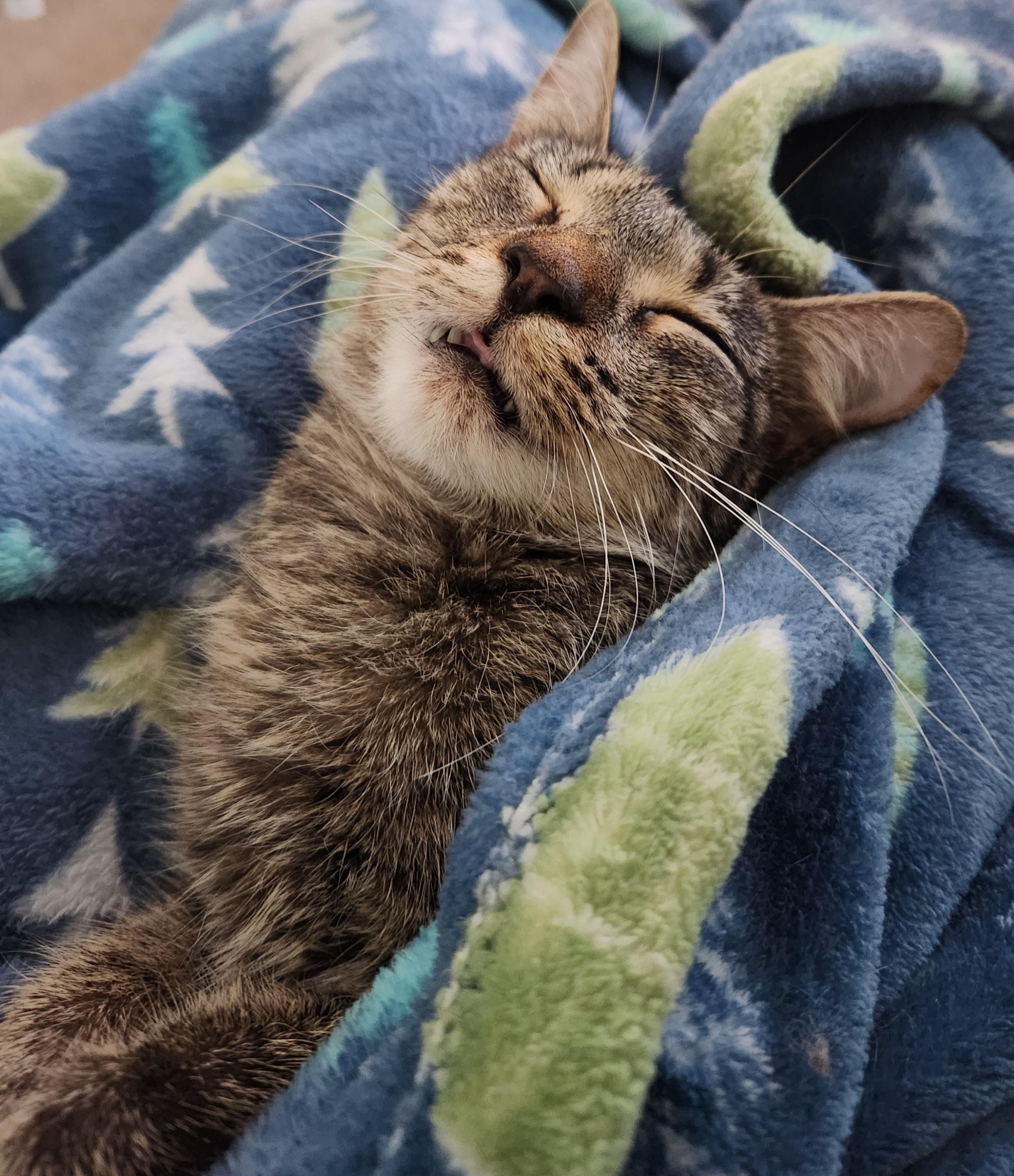 Enlarge Penelope, a Adoptable Tabby in Macomb, MI image 2/6