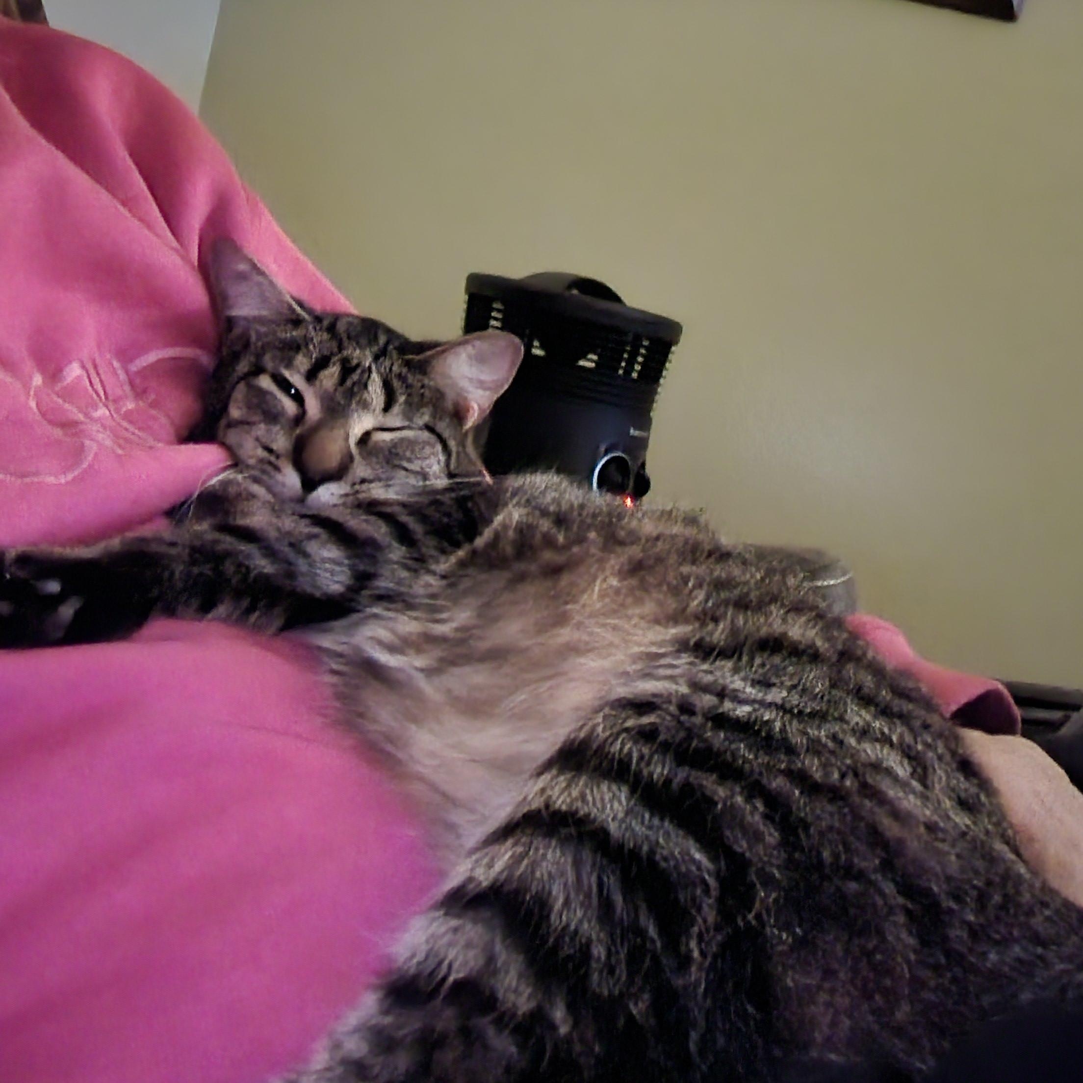 Enlarge Penelope, a Adoptable Tabby in Macomb, MI image 4/6