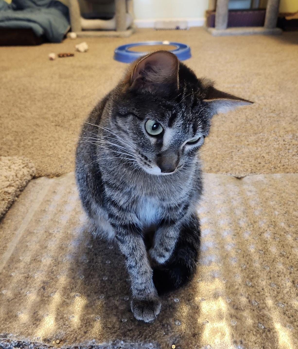 Enlarge Penelope, a Adoptable Tabby in Macomb, MI image 6/6