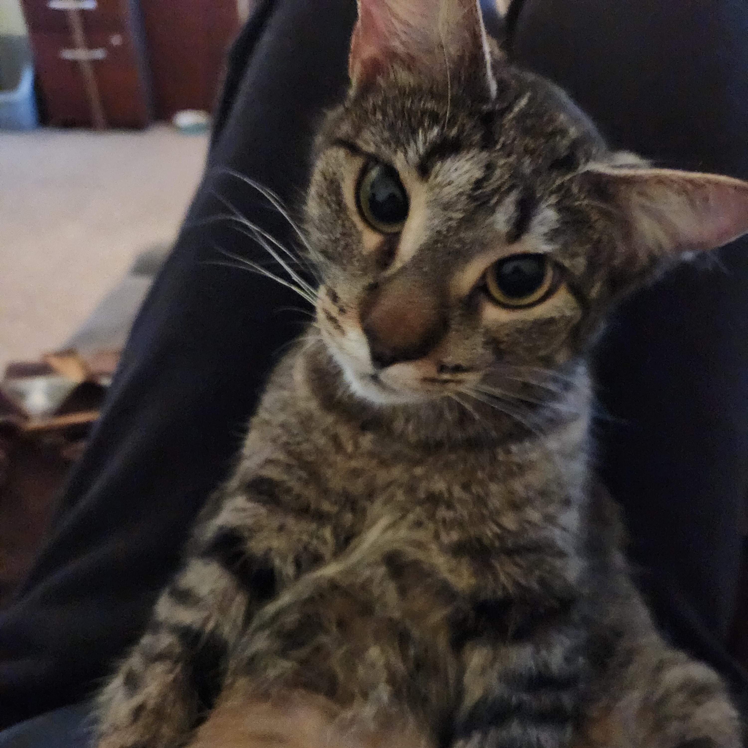 Penelope, Adoptable, Young Female Tabby.