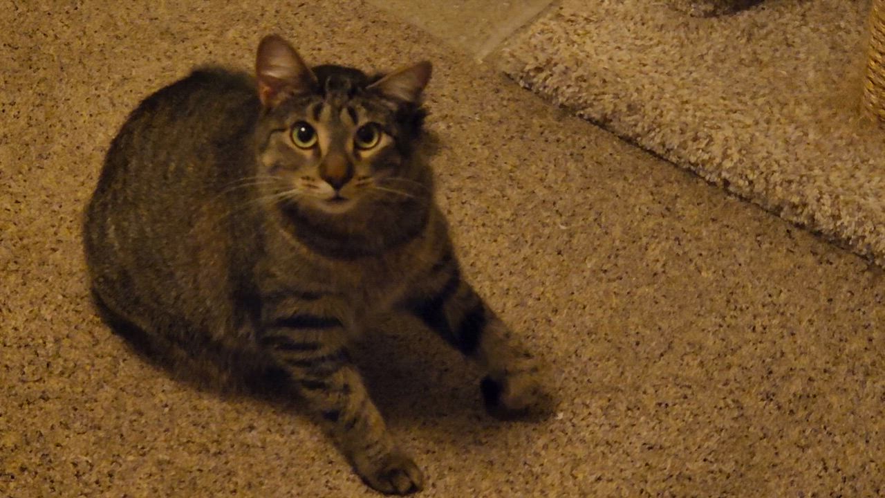 Enlarge Penelope, a Adoptable Tabby in Macomb, MI video 3/6