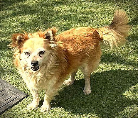Rusty, Adoptable, Adult Male Chihuahua & Pomeranian.