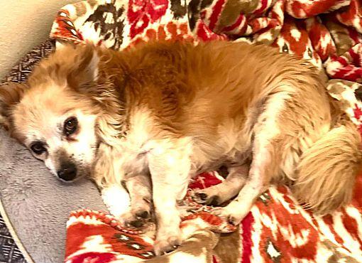 Enlarge Rusty, a Adoptable mixed breed in Fallbrook, CA image 2/3