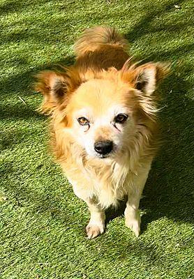 Enlarge Rusty, a Adoptable mixed breed in Fallbrook, CA image 3/3