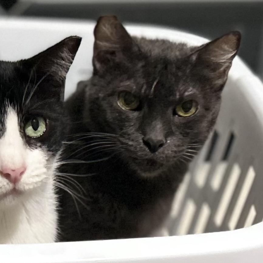 Lulu Lemon — thumbnail 2