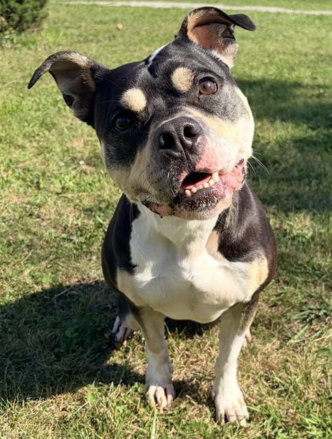 Enlarge DEJA, a Adoptable American Bulldog in Toronto, ON image 1/1